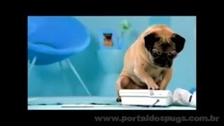 Frontline Plus - Comercial de TV - Propaganda com Pug