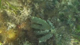 Bahia Honda State Park underwater video.