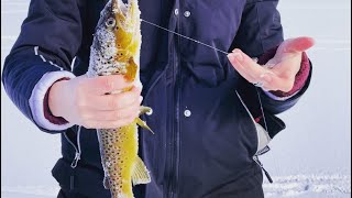 Maine ice fishing brown trout