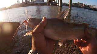 Fishing with my dog.....2lbs channel Newport, ky