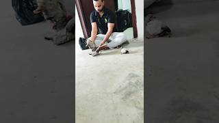 Baby pigeon training #shorts #viralvideos #nafeespigeon