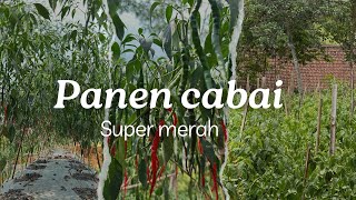 Memetik cabai keriting merah merona #petani #chili #food #belajarbertani