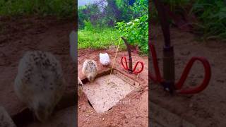 simple - Animals Bird Trap Unique Creative #shorts