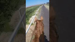 Hahadi retired 2 years ago but still loves running up the gallops