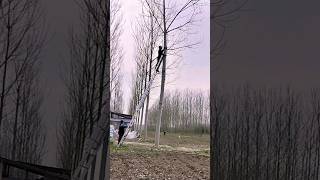 Pruning a tree 10 meters high: tree felling #pruning #treefelling