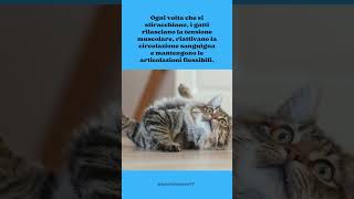 Perché i Gatti Fanno Stretching Così Spesso#shorts #curiosità #cat#cute #pets #viralvideo#curiosità