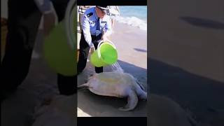 Rescuers Saved a Dying Sea Turtle on the Shore #shorts