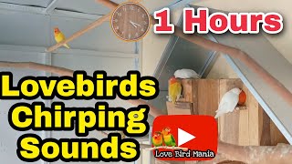 1 Hour Lovebirds Singing & Chirping Sounds Relaxation Agapornis