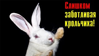 Слишком заботливая крольчиха