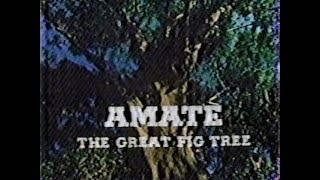 Amate: The Great Fig Tree (1983)