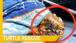 A heartwarming journey to rescue injured sea turtles | Animal rescue compilation