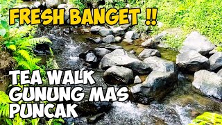 Gunung Mas Puncak Bogor 2022 | Tea Walk di Gunung Mas Puncak