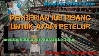 Jus Pisang untuk meningkatkan produksi telur pada ayam petelur