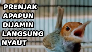 PRENJAK FULL TEMBAKAN !!!! PRENJAK TAMU GACOR | COCOK BUAT MASTERAN & PIKAT PRENJAK TAMU