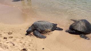 Hawaiian Green Sea Turtles on Poipu Beach, Kauai