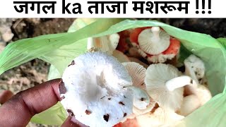 जंगल से ताजा मशरूम लाए | जंगल | Equitorial FOREST | Forests in jharkhand |