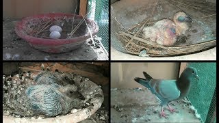 Day to Day Pigeon Growth 30 days Progress..