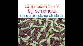 Cara cepat semai biji semangka