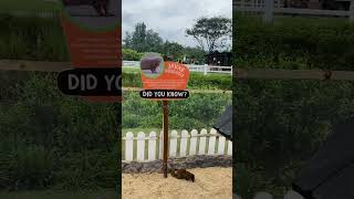 MIRIP MUSANG TAPI BUKAN, HEWAN APA YA??? 🦝🦫#shortvideo #zoo #musang #javasmangoose #garangan