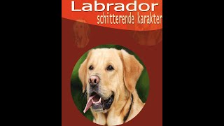 Labrador is een prefect hond ,labrador karakter.