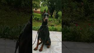 Dobermann europeu 🔥 #dobermanlove #dobermanpuppy #cãodeguarda #doberman #dobermann #cães #cão #dog