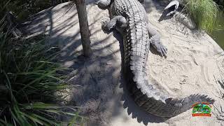 Harley's Crocodile Tours -  Port Douglas 2018 - FULL VERSION