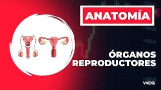 Cavidad pélvica - 2. Órganos reproductores