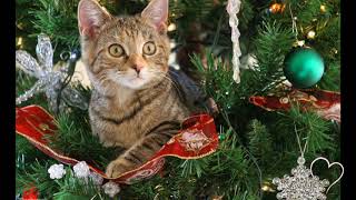 Cats in Christmas Tree