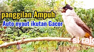 Pikat Burung Kutilang Gacor, panggilan ampuh Cocok untuk memikat di hutan