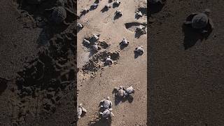 Baby Sea Turtles in Costa Rica