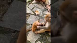 funny monkey 🐒 قرود مشكله 😂 #funny #monkey