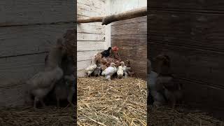 Une mère ultra attentionnée: la poule pekin