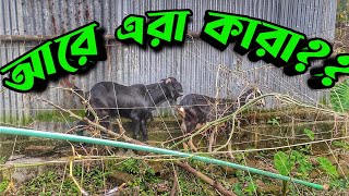 এগ্রোর নতুন সদস্য || ছাগল পালন প্রকল্প || Purbasha Agro