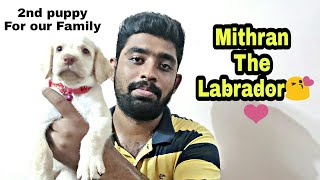 Mithran - The Labrador | 2nd for our family | @aquapetsfarmtamil4785