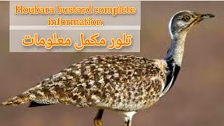 Houbara Bustard Complete Information | Tiloor Information | Tiloor ka shikaar