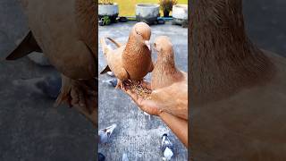 Pigeons making love and eating in my hand 😍 #shorts #pigeon #pets