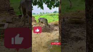 #cow #farmer #vikashpundhirvlog #tranding #viral #youtubeshorts