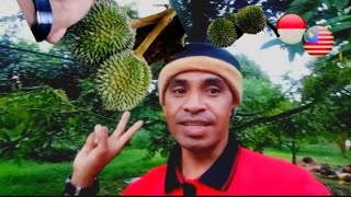 PROSES PENGECEKAN BUAH DURIAN PRODUKSI SESUAI USIA UMUR POHON DURIAN 7 TAHUN.