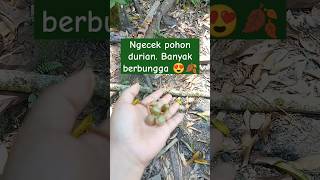 Siap siap panen durian akhir tahun ini #pohondurian #kalbar #kalimantan