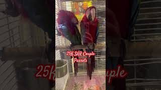 Couple Parrots #parrots #petparrots #petshop #ksa