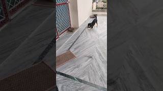 Blacky ki shaitaniyan #dog #doglover #pets #dogvscatviralvideo #shorts #youtubeshorts #trending#cat