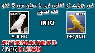 اس جوڑے کو لگائیں اور 1 سیزن میں (5 لاکھ) تک کمائیں | EARN 5 LAKHS IN 1 SEASON | AA BIRDS INFORMATIO