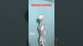 Skeleton