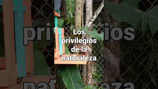 Los privilegios de la naturaleza #shorts #short #naturalezaviva #nature