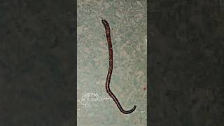 The way earthworm crawls #annelids #earthworms #nature #worms #shorts