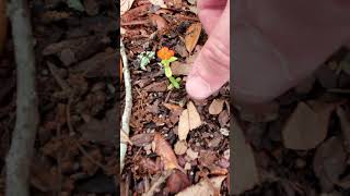 World's Smallest #Zinnia. #Experiment in #Gardening. #shorts