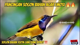 PANCINGAN SOGON BAHAN AGAR EMOSI ‼️#sogon #sogontrotol #sogonijoan #sogonbahan