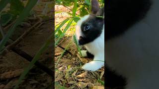 just video of rabbits looking for food #rabbit #bunny