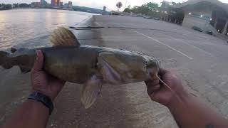 8lbs FLATHEAD [Cincinnati) serpentine wall 7-14-19