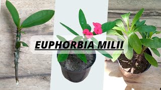 How to grow Euphorbia milii I Easy way to grow Crown-of-thorns from cutting